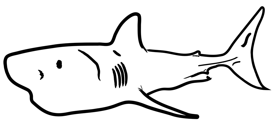 Shark-2